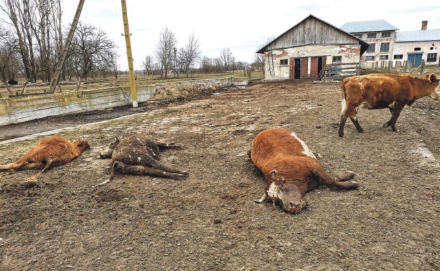 Tragiczne, czy normalne warunki hodowli krów?