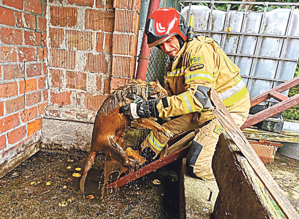 Strażacy uratowali topiącego się psa