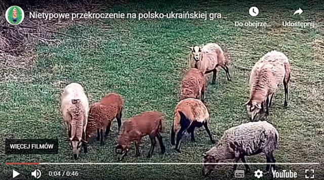 Zorganizowana grupa owiec przekroczyła granicę