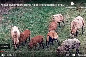 Zorganizowana grupa owiec przekroczyła granicę