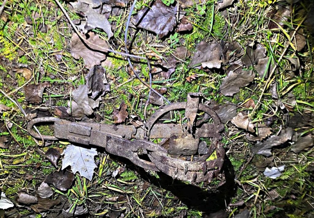 Uwolnili lisa z pułapki